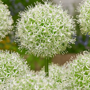 CZOSNEK - MOUNT EVEREST