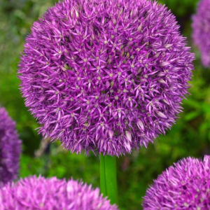 CZOSNEK - PINBALL WIZARD