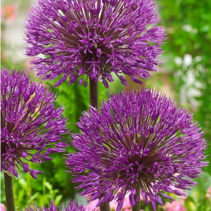 CZOSNEK - POWDER PUFF