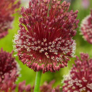 CZOSNEK - RED MOHICAN