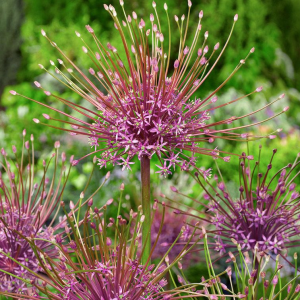 CZOSNEK - SCHUBERTII