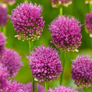 CZOSNEK - SPHAEROCEPHALON