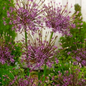 CZOSNEK - TOABAGO (SPIDER)