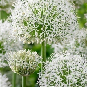 CZOSNEK - WHITE GIANT