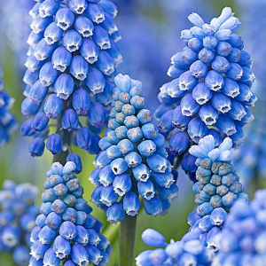 SZAFIREK - BLUE MAGIC AUCHERI