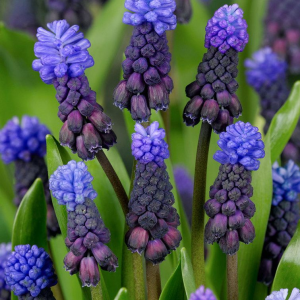 SZAFIREK - LATIFOLIUM