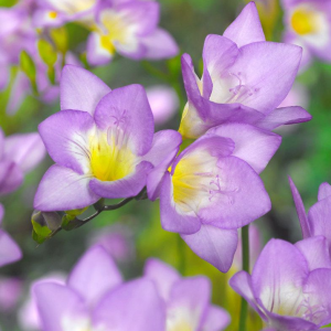 FREZJA - BLUE SINGLE