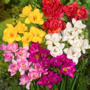 FREZJA - DOUBLE MIXED