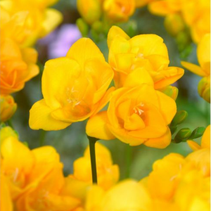 FREZJA - DOUBLE YELLOW