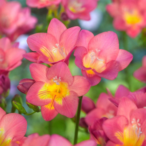 FREZJA - PINK SINGLE