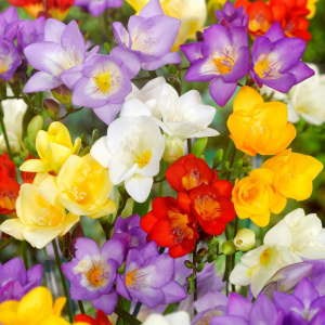 FREZJA - SINGLE MIXED