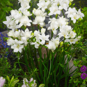 FREZJA - WHITE SINGLE