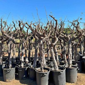 S50 Winogrona stołowe