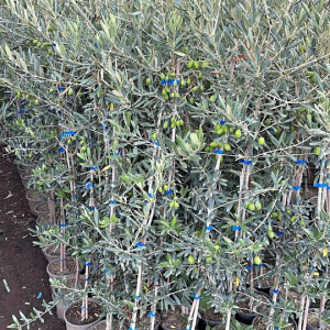 K.114 Drzewa oliwne Giulia i Biancolilla