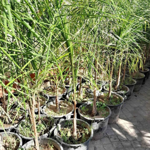 K.118 Drzewa kokosowe