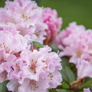 K.125 Różanecznik Rododendron