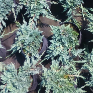 K.128 Jałowiec Płożący Icee Blue