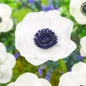 ZAWILEC WIEŃCOWY - THE BRIDE