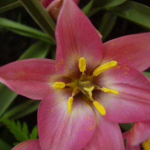 TULIPAN - AUCHERIANA