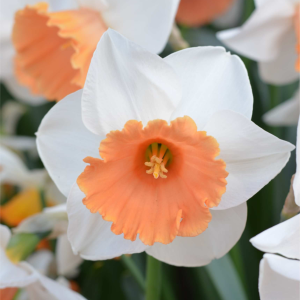 NARCYZ - CHROMA COLOR