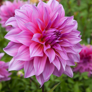 DALIA - ARTHUR HAMBLEY