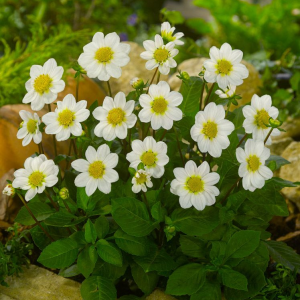 DALIA - BAMBINO TOPMIX WHITE