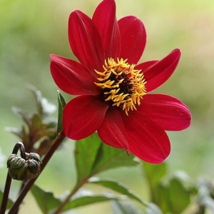 DALIA - BISHOP OF AUCKLAND