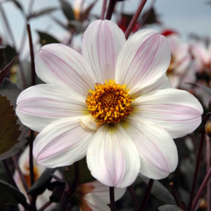 DALIA - BISHOP OF DOVER