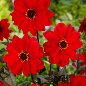 DALIA - BISHOP OF LLANDAFF