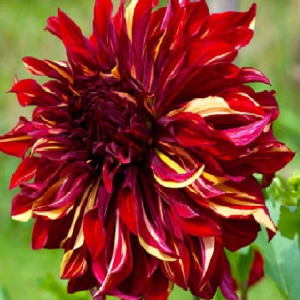 DALIA - BOHEMIAN SPARTACUS