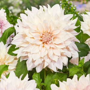 DALIA - CAFE AU LAIT