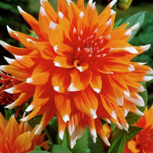 DALIA - COLOR SPECTACLE