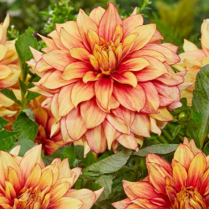 DALIA - DAZZLING MAGIC