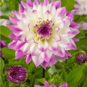 DALIA - FERNCLIFF ILLUSION