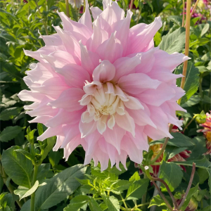 DALIA - GITT'S PERFECTION