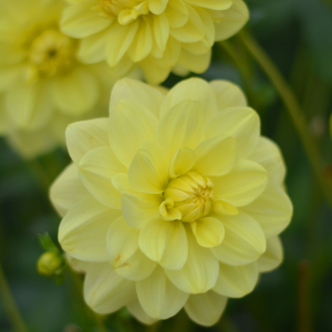 DALIA - GLORIE VAN HEEMSTEDE