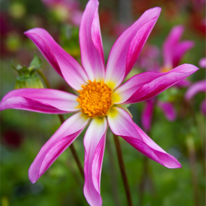 DALIA - HONKA PINK