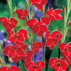 MIECZYK - ATOM PRIMULINUS