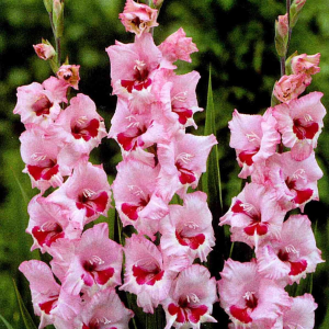 MIECZYK - WINE AND ROSES