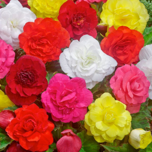 BEGONIA - DOUBLE MIXED
