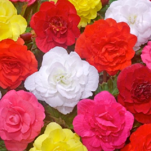 BEGONIA - CAMELIA MIXED