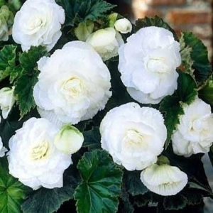 BEGONIA - DOUBLE WHITE