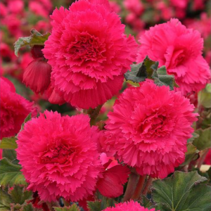BEGONIA STRZĘPIASTA - PINK