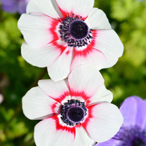 ZAWILEC WIEŃCOWY - BICOLOR