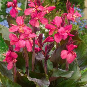 PACIORECZNIK - PINK FUTURITY