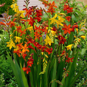 KROKOSMIA - LARGE FLOWERING MIXED