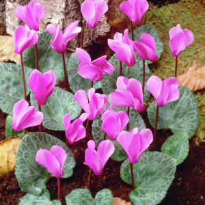 CYKLAMEN - CILICIUM