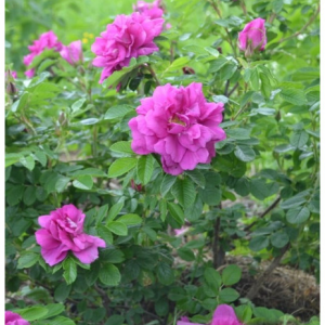 RÓŻA POMARSZCZONA - HANSA