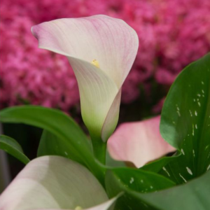 KALIA - STRAWBERRY BLUSH