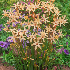 IKSJA - PANICULATA EOS